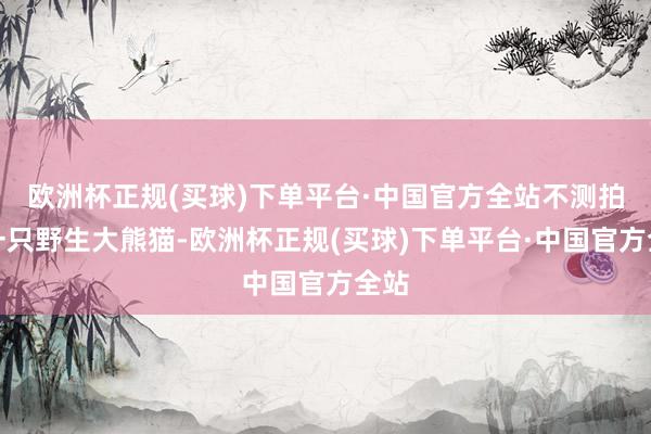 欧洲杯正规(买球)下单平台·中国官方全站不测拍到一只野生大熊猫-欧洲杯正规(买球)下单平台·中国官方全站
